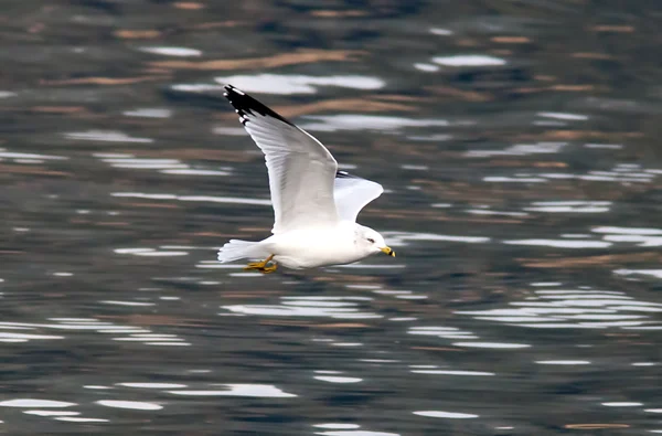 Seagull vliegt laag aan het water. — Stockfoto