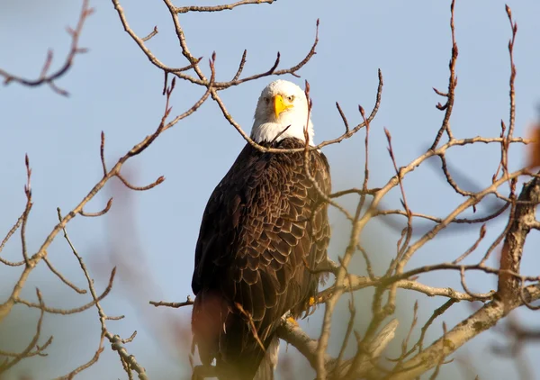 Bald eagle looks into camera.