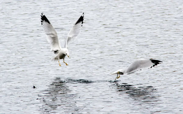 Ring billed gull chases another. — Stock Photo, Image