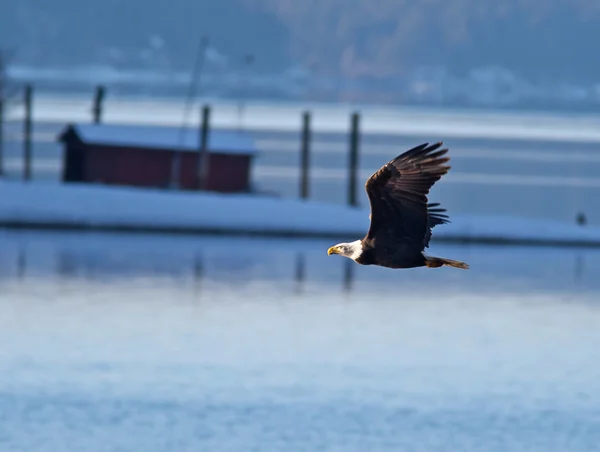 Eagle flies over the water. — Stock Photo, Image