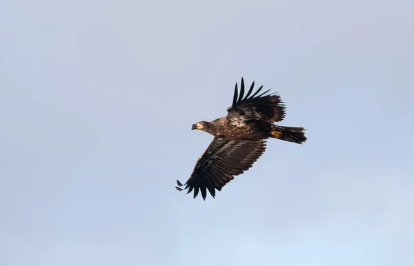 Immature eagle in the sky. — Stock Photo, Image
