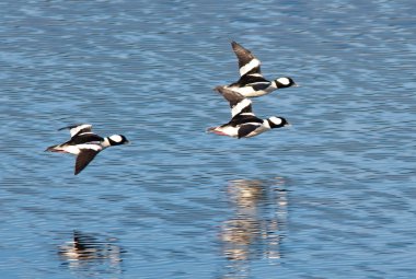 bufflehead uçan düşük.