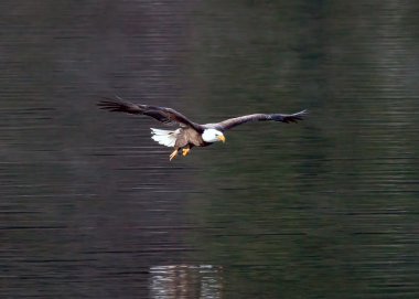 Eagles swoops toward fish. clipart