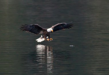 balık yakalamak için kartal gagasıyla.