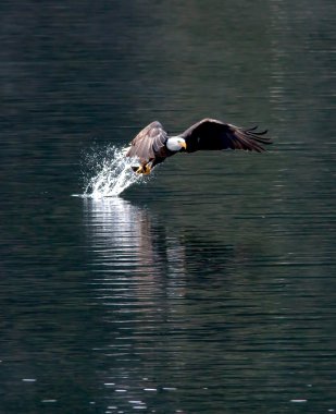 Eagle snatches fish. clipart