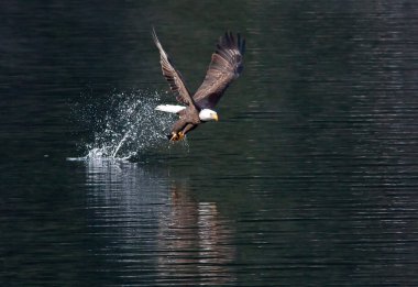 Eagle catches fish then flies off. clipart