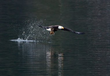 Eagle leaves splash after catch. clipart