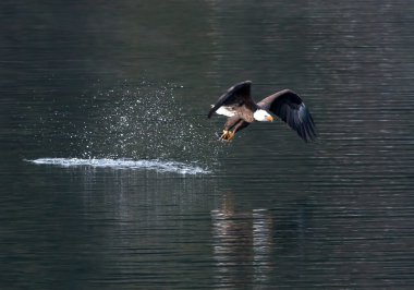 Eagle flies off from water. clipart