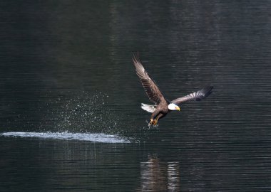 catch kapalı uçan kartal.