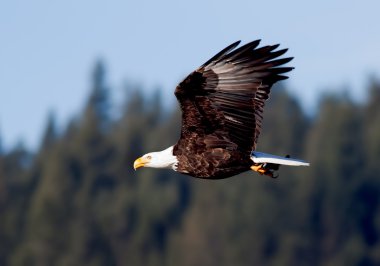 Eagle flies across sky. clipart