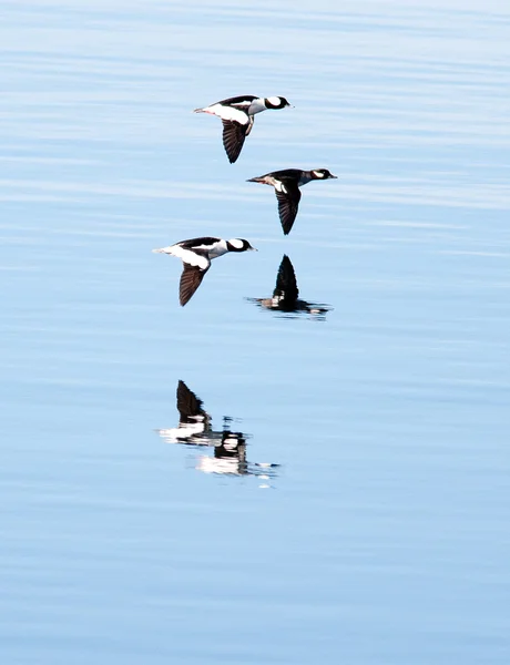 Отражения водоплавающих птиц . — стоковое фото