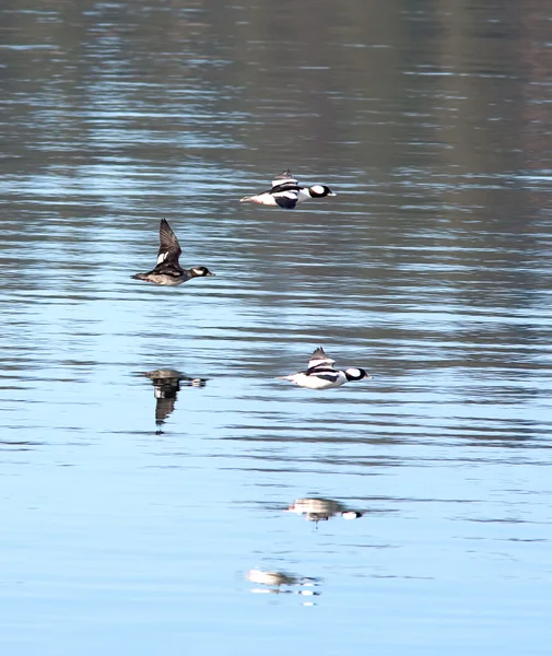 stock image Three bufflehead waterfowl.