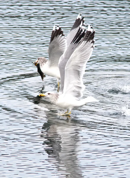 Duas gaivotas com anel . — Fotografia de Stock