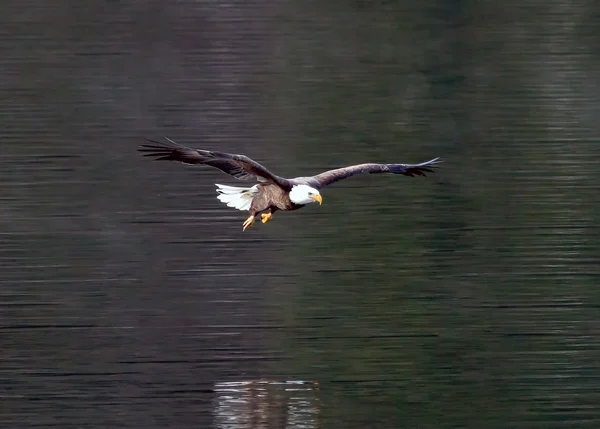 stock image Eagles swoops toward fish.