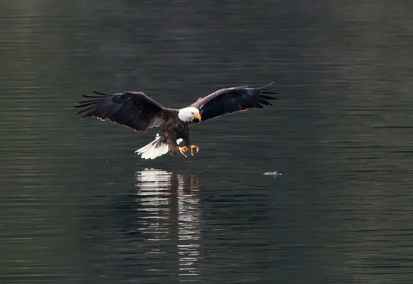 Eagle sveper för att fånga fisk. — Stockfoto