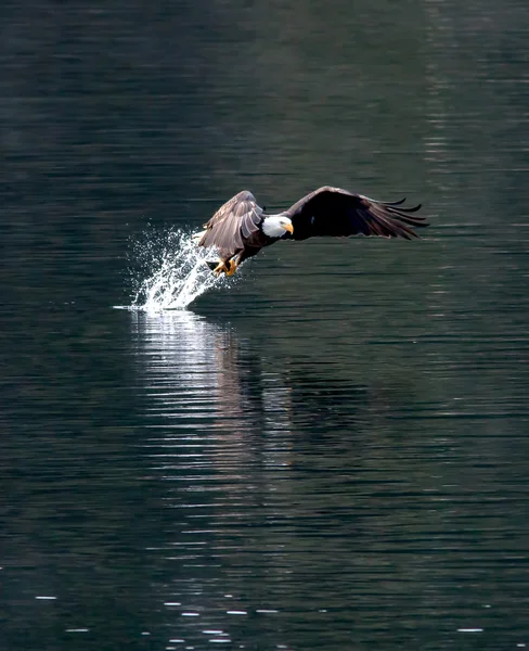 Eagle snatches fish. — Stock Photo, Image