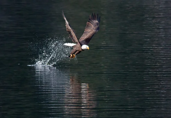 Águia captura peixe e depois voa . — Fotografia de Stock