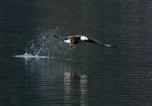 Eagle leaves splash after catch. — Stock Photo, Image