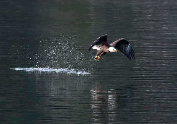 stock image Eagle flies off from water.