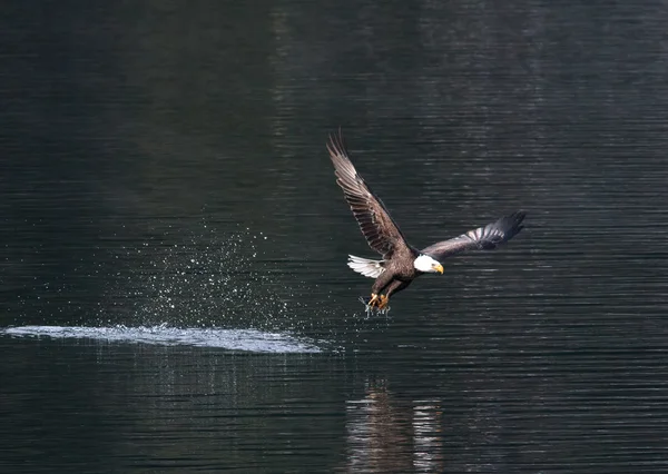 Eagle vliegen af met vangst. — Stockfoto