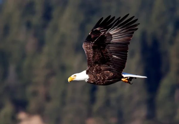 Águila calva volando bajo . —  Fotos de Stock