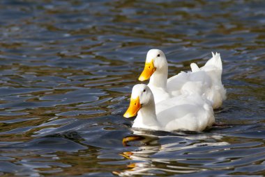 White mallards in a row. clipart