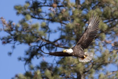 Soaring by the trees. clipart