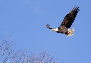 Eagle soars in the sky. clipart