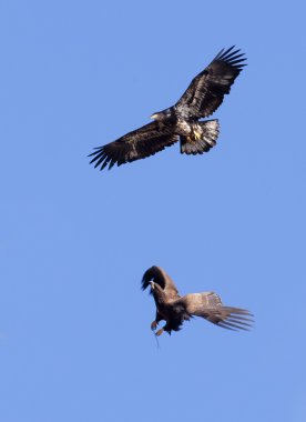 Two eagles flying. clipart