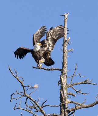 Eagle achtervolgd af door junior.