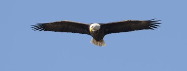 Panorama of eagle soaring high. clipart