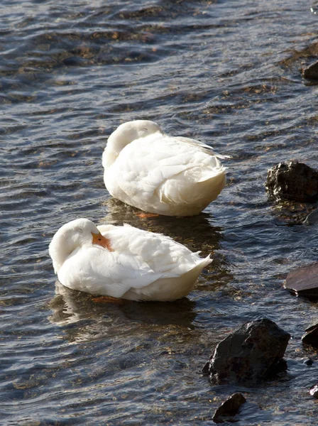 Dois patos com bicos enterrados . — Fotografia de Stock