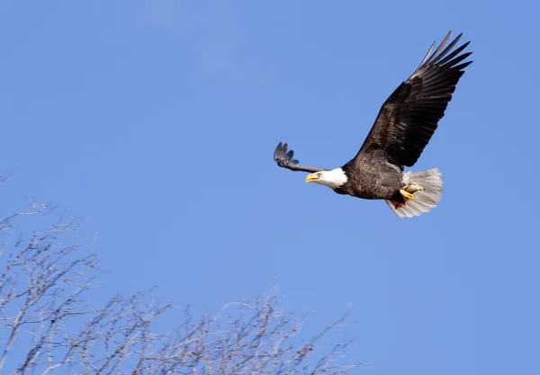 Eagle soars in de hemel. — Stockfoto
