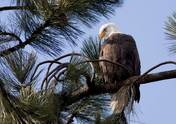 Eagle on a branch. — Stock Photo, Image