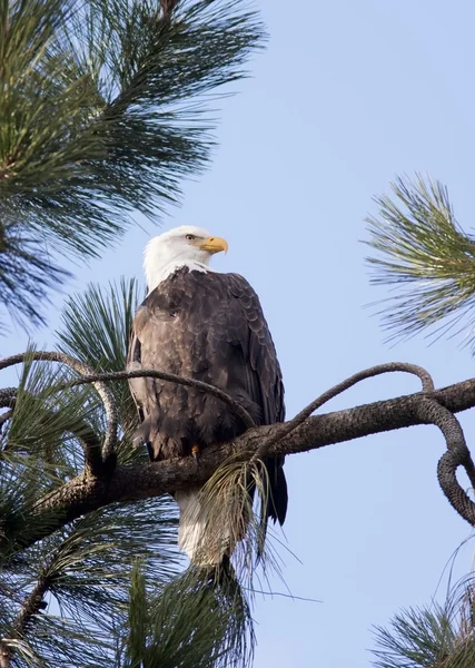 Side view of eagle. — Stock Photo, Image