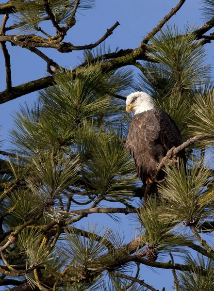 Eagle up in a tree. — Stock Photo, Image