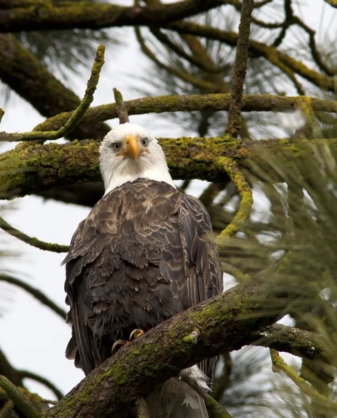 Bald eagle looks at camera. — Stock Photo, Image