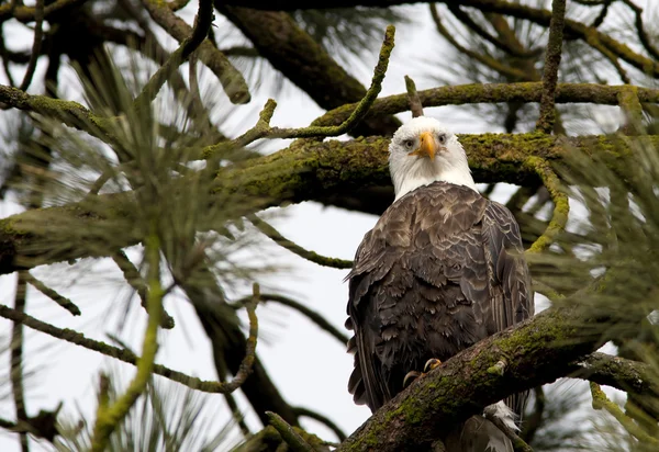 Eagle stares at camera. — Stock Photo, Image