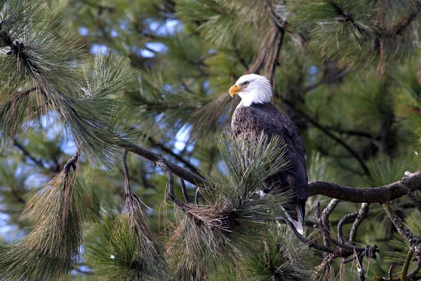 Side view of eagle in a tree. — Stock Photo, Image