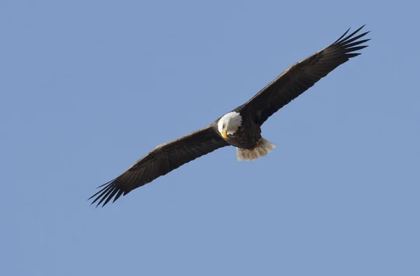 Aquila vola in alto nel cielo . — Foto Stock