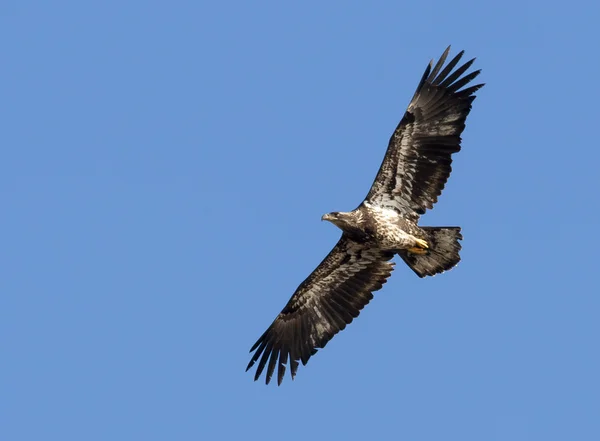 Junior bald eagle soaring. — Stock Photo, Image