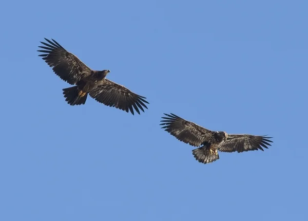 Dois imaturos voando juntos . — Fotografia de Stock