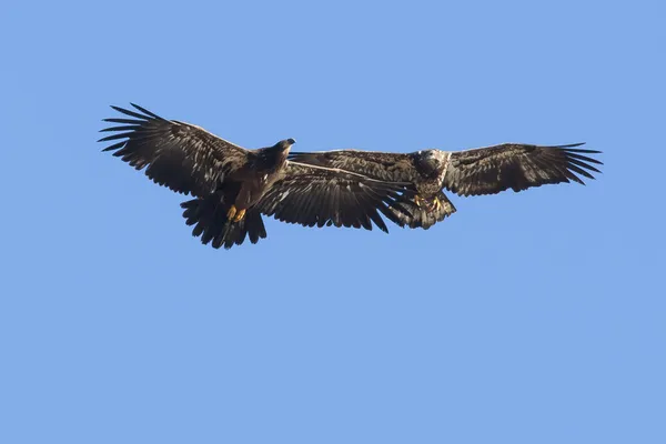 Eagles flying very close. — Stock Photo, Image