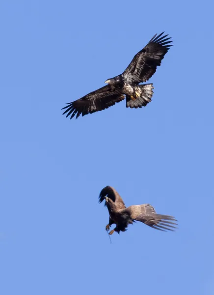 Two eagles flying. — Stock Photo, Image