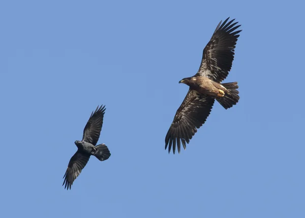 Eagle chases blackbird. — Stock Photo, Image