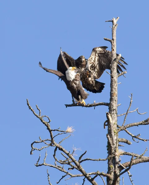 Junior eagle scares off eagle. — Stock Photo, Image