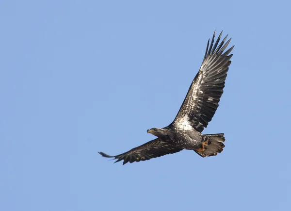 Eagle soars across the sky. — Stock Photo, Image