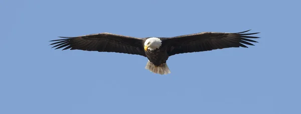 飞翔的老鹰的全景图. — 图库照片