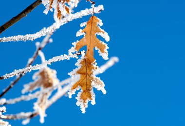 frost kaplı yapraklar.