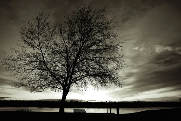 B&w stromu při západu slunce. — Stock fotografie